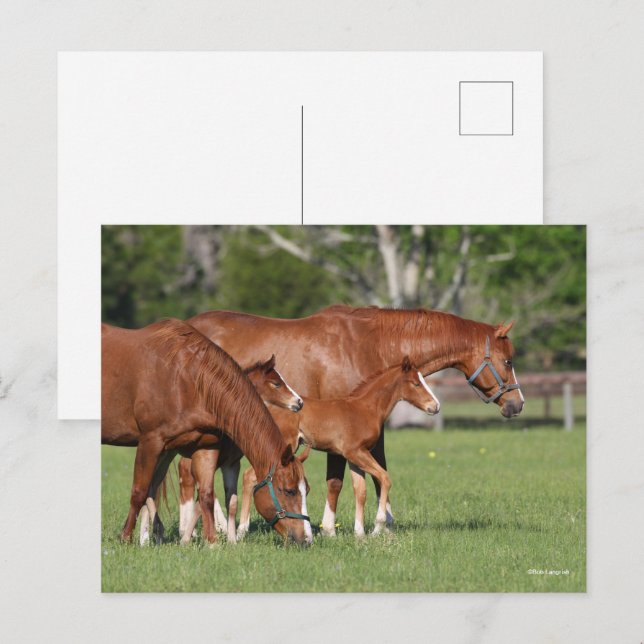 Kastanie Quarter Horse Mares and Foals Postkarte (Vorne/Hinten)