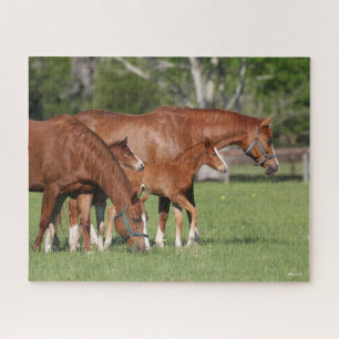 Kastanie Quarter Horse Mares and Foals Puzzle