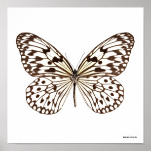 Kastanie Tiger Butterfly Poster