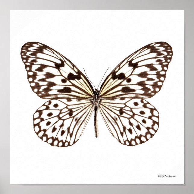 Kastanie Tiger Butterfly Poster (Vorne)