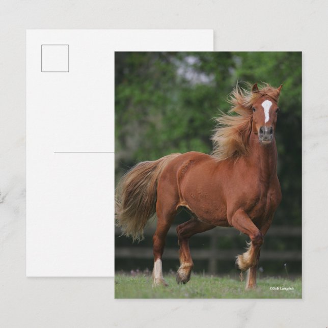 Kastanie Walisischer Pony Mane und Schwanz Blühen Postkarte (Vorne/Hinten)