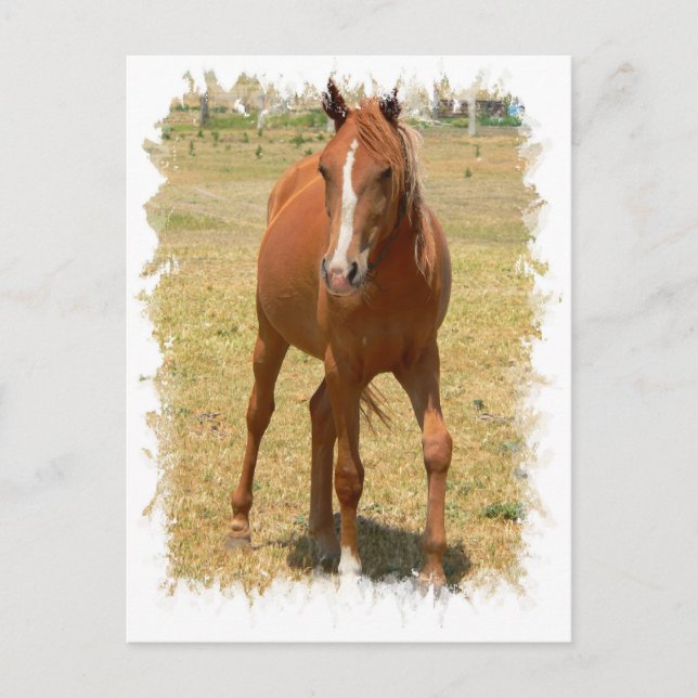 Kastanie Yearling Pferd Postkarte (Vorderseite)