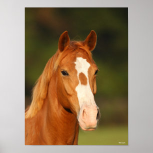Kastanien Oldenburg Cross Welsh Headshot Poster