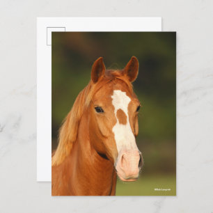 Kastanien Oldenburg Cross Welsh Headshot Postkarte