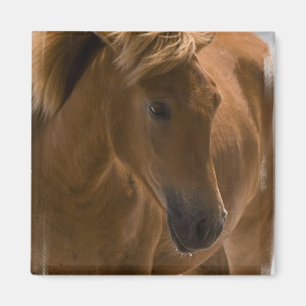 Kastanien-Pferdeentwurfs-Quadrat-Magnet Magnet