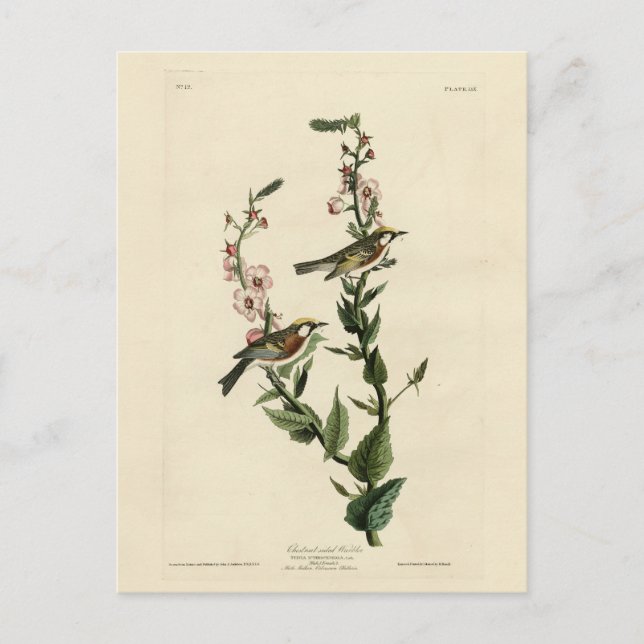 Kastanienbraun, Audubons Vögel von Amerika Postkarte (Vorderseite)