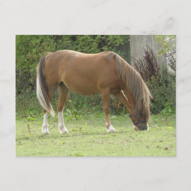 Kastanienbraun Pferdeweiden Postkarte (Vorderseite)