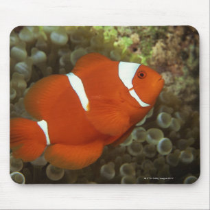 Kastanienbraune clownfish mit Seeanemone Mousepad