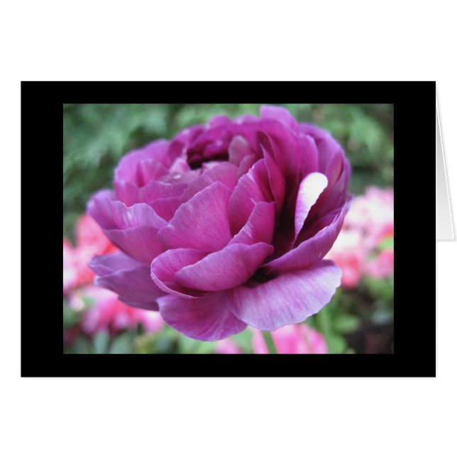 Kastanienbraune Verrücktheit (Vorderseite (Horizontal))