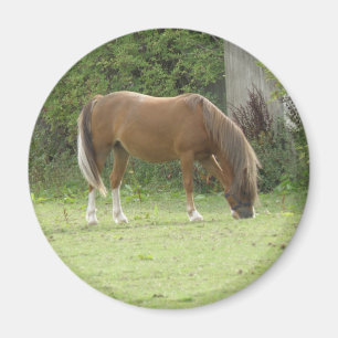 Kastanienbrown Horse Grazing Magnet