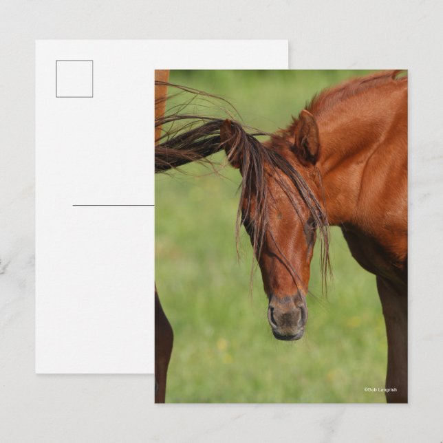 Kastanienfohlen mit Schwanz auf Kopf Postkarte (Vorne/Hinten)