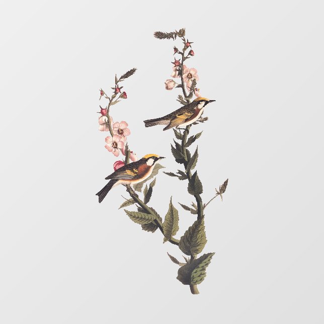 Kastaniengefiederter Audubon-Vogel auf Wildblume Fensteraufkleber (Blatt)