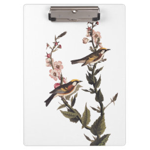 Kastaniengefiederter Audubon-Vogel auf Wildblume Klemmbrett