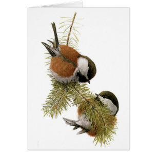 Kastaniengegarte Chickadee