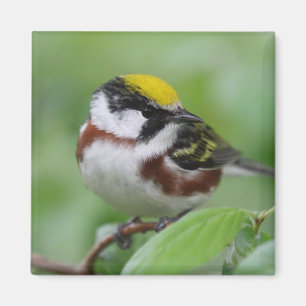 Kastaniengrasmücke Magnet