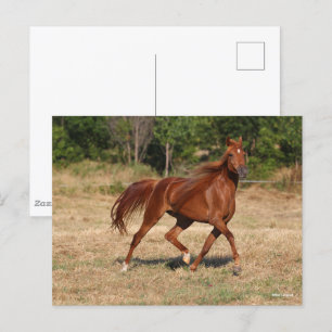 Kastanienmane und Schwanz fließen Postkarte