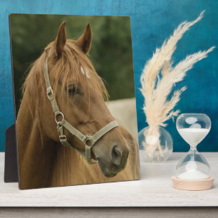 Kastanienpferd auf dem Feld Fotoplatte