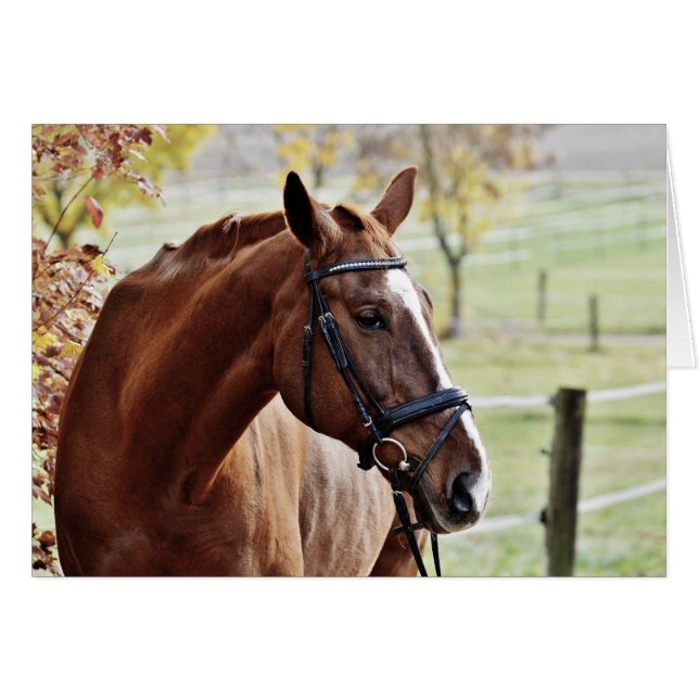 Kastanienpferd mit Blaze, Bridle, in Weide (Vorderseite (Horizontal))