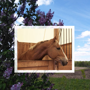 Kastanienpferd mit Blaze im Stall Postkarte