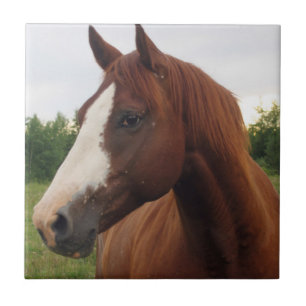 Kastanienpferd mit Blaze Tile Fliese