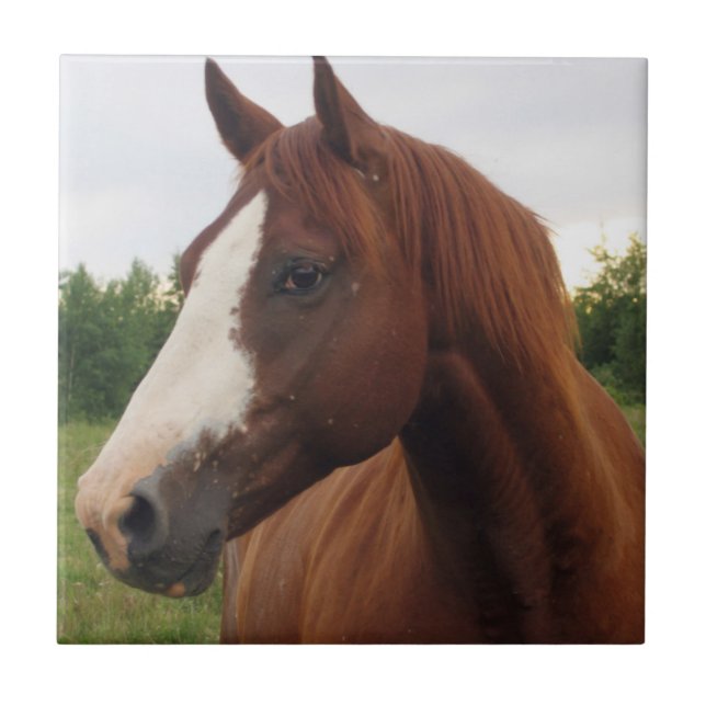Kastanienpferd mit Blaze Tile Fliese (Vorderseite)