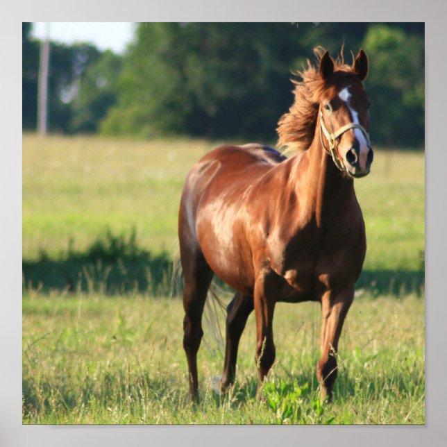 Kastanienpferd Stehende Leinwand Poster (Vorne)