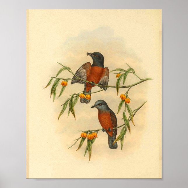 Kastanienroter Fliegenschnäpper-Vogel Vintage-Druc Poster (Vorne)