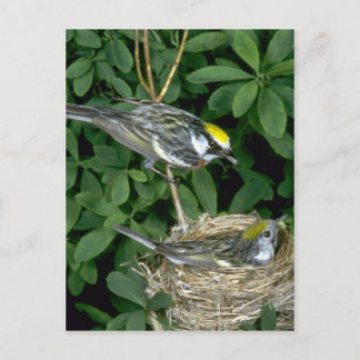 Kastanienweiher auf Nest Postkarte