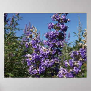 Kastenbaum Purple Blumen Poster