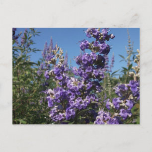 Kastenbaum Purple Flowers Postkarte