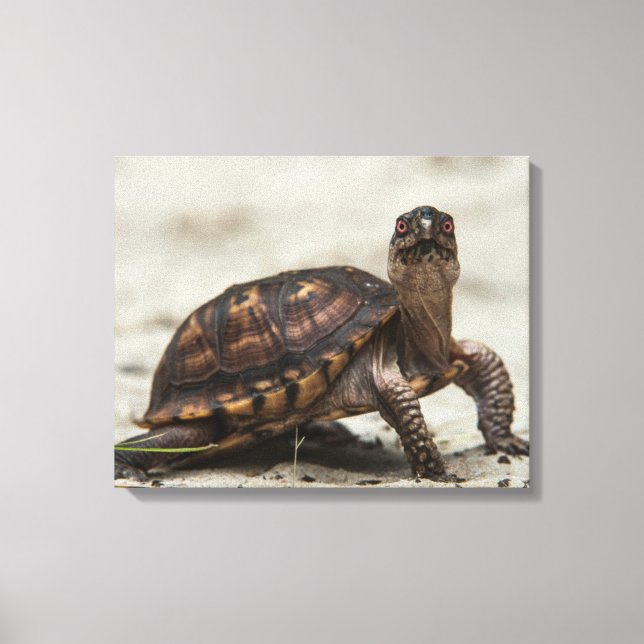 Kastenschildkröte Leinwanddruck (Vorderseite)