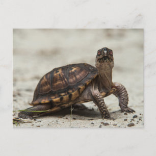 Kastenschildkröte Postkarte