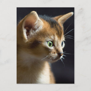 Kat Postkarte