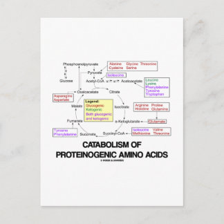 Katabolismus proteinogener Aminosäuren Postkarte