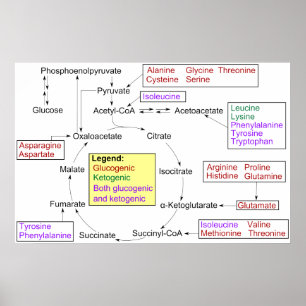 Katabolismus proteinogenes Aminosäurediagramm Poster