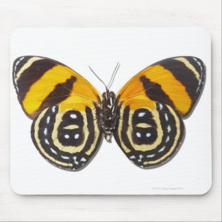 Katagramma cynosura mousepad