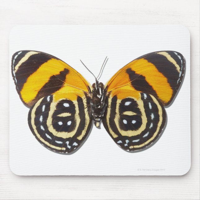 Katagramma cynosura mousepad (Vorne)