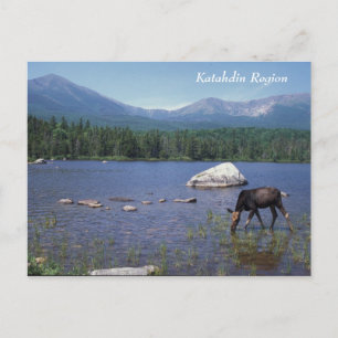 Katahdin Region Maine Moose Postkarte