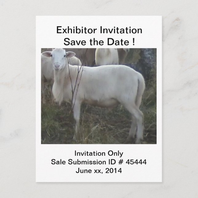 Katahin Haar-Schafe Ankündigungspostkarte (Vorderseite)