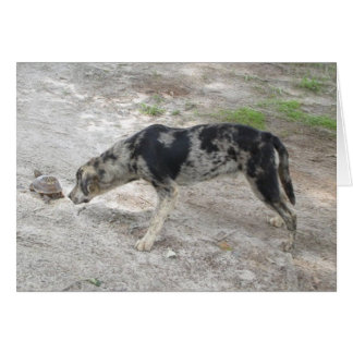 Katahoula leopard Dog