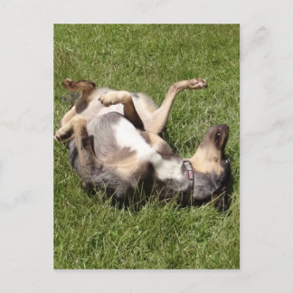 Katahoula Leopard Hog Dog Rolling in Gras Postkarte