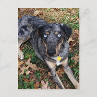Katahoula Leopard Hund legt sich nieder Postkarte
