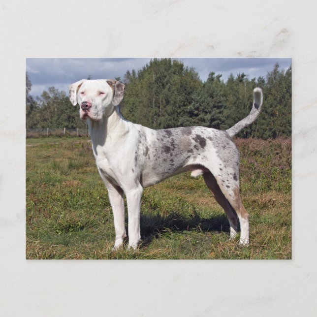 Katahoula louisiana Leopardin Postkarte (Vorderseite)