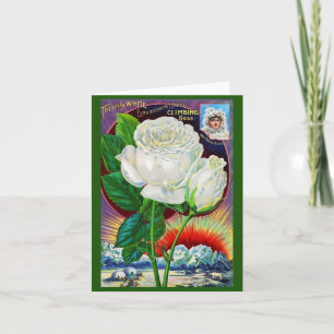 Katalogbild der 1890er Jahre White Rose