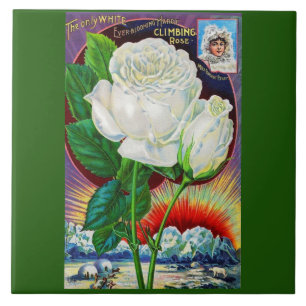 Katalogbild der 1890er Jahre White Rose Fliese