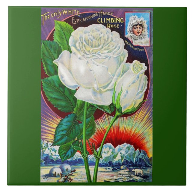 Katalogbild der 1890er Jahre White Rose Fliese (Vorderseite)