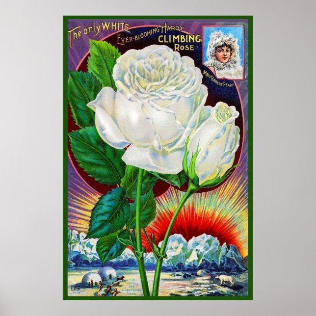 Katalogbild der 1890er Jahre White Rose Poster (Vorne)