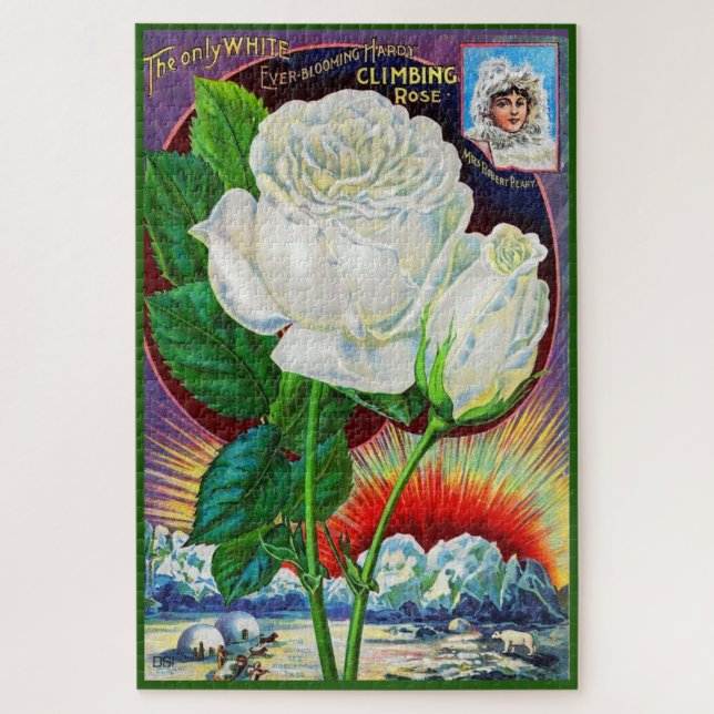 Katalogbild der 1890er Jahre White Rose Puzzle (Vertikal)