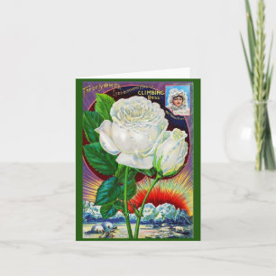 Katalogbild der 1890er Rose White Rose