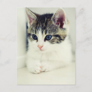 katalogisieren postkarte